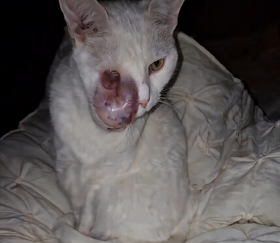 Vamos ajudar a Nina a vencer esta batalha